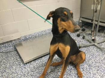 Doberman Pinscher Dogs Available for Adoption in Thousand Palms, California - KENDALL | PetCurious