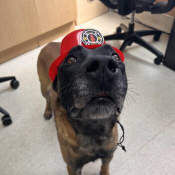 Red -  Belgian Shepherd Malinois Dog for Adoption in Reno, Nevada - Red | PetCurious