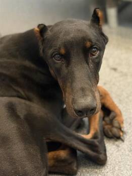 MATE -  Doberman Pinscher Dog for Adoption in Dallas, Texas - MATE | PetCurious