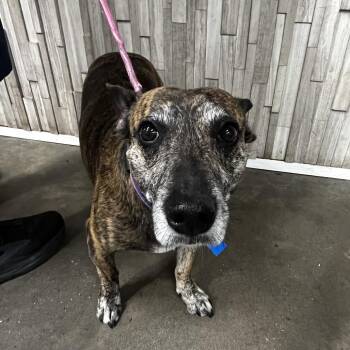 Shepherd and Dachshund Dogs Available for Adoption - Cowboy | PetCurious