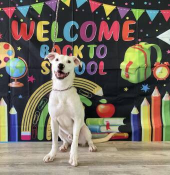 Rescue Labrador Retriever and Terrier Dogs for Adoption in Plainfield, Illinois - Dutton | PetCurious