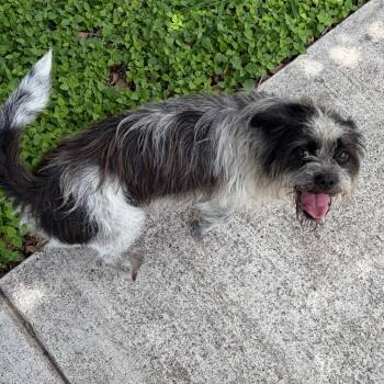 Daisy -  Mixed Breed and Terrier Dog Available for Adoption in Edinburg, Texas - Daisy | PetCurious