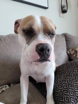 Sara -  Boxer and Pit Bull Terrier Dog for Adoption in Severance, Colorado - Sara | PetCurious