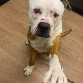 Bulldog Dogs Available for Adoption in Plainfield, Illinois - Dexter  | PetCurious