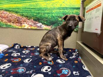SAVE ME PLEASE This Dog - IDA554035 -  German Shepherd Dog Dog for Adoption in San Marcos, California - SAVE ME PLEASE This Dog - IDA554035 | PetCurious