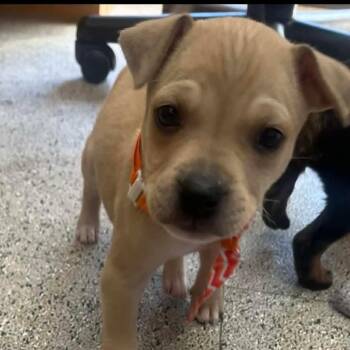 Mixed Breed Dogs Available for Adoption in Harrodsburg, Kentucky - Bruno | PetCurious