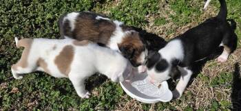 Pit Bull Terrier and Australian Shepherd Dogs Available for Adoption - Achilles | PetCurious