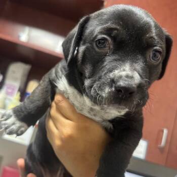 Mixed Breed Dogs Available for Adoption in Gainesville, Florida - Umbreon | PetCurious