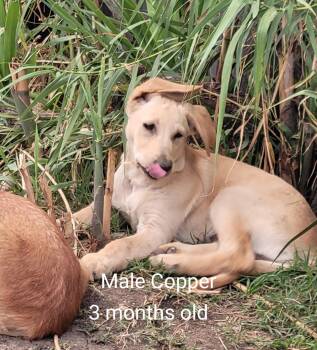 Golden Retreiver/ shepherd mix puppies -  Golden Retriever and German Shepherd Dog Dog for Adoption in Torrance, California - Golden Retreiver/ Shepherd Mix Puppies | PetCurious