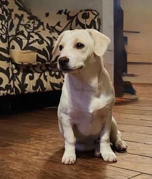 American Eskimo Dog and Chihuahua Dogs Available for Adoption - Joey | PetCurious