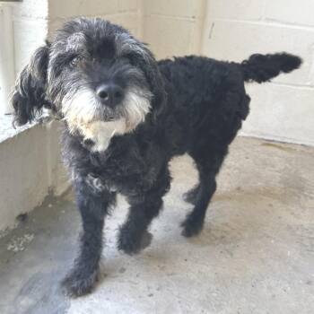 RANGER 5165 -  Poodle and Mixed Breed Dog for Adoption in Loxahatchee Groves, Florida - RANGER 5165 | PetCurious