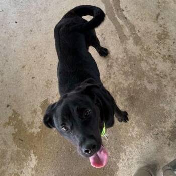 Black Labrador Retriever Dogs Available for Adoption in Jackson, Michigan - Willow | PetCurious