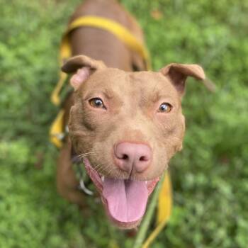 Vegas -  Pit Bull Terrier Dog for Adoption in Greensboro, North Carolina - Vegas | PetCurious