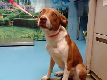 PATTICAKES -  Basenji and Mixed Breed Dog for Adoption in Moreno Valley, California - PATTICAKES | PetCurious