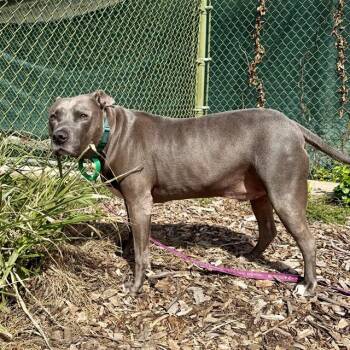 DONNY -  Pit Bull Terrier Dog for Adoption in Leesburg, Virginia - DONNY | PetCurious