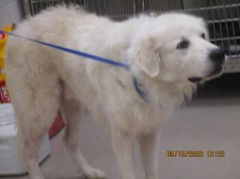 Max(21) -  Great Pyrenees Dog for Adoption in Marietta, Georgia - Max(21) | PetCurious