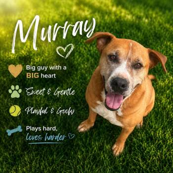 Saint Bernard and Mastiff Dogs Available for Adoption in Sherman, Texas - Murray | PetCurious
