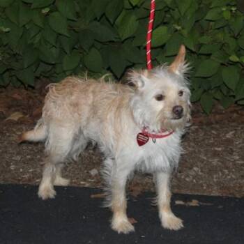 Odie -  Terrier and Mixed Breed Dog for Adoption in Elk Grove Village, Illinois - Odie | PetCurious