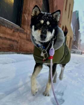 Jindo Dogs Available for Adoption - Nana | PetCurious