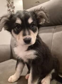 Husky Dogs Available for Adoption - Ewok | PetCurious