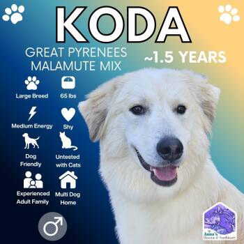 Great Pyrenees and Alaskan Malamute Dogs Available for Adoption in Aurora, Ontario - Koda | PetCurious