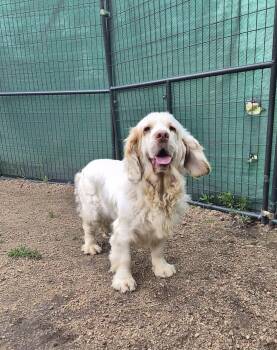 Nellie -  Clumber Spaniel Dog for Adoption in Wedgefield, South Carolina - Nellie | PetCurious