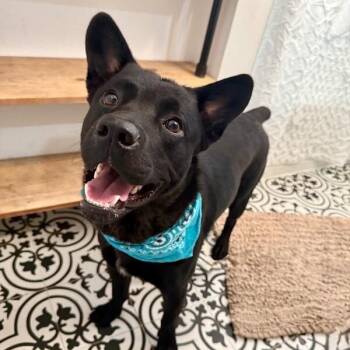 Jasper the friendly pup -  Australian Cattle Dog Blue Heeler and Shepherd Dog for Adoption in Friendswood, Texas - Jasper The Friendly Pup | PetCurious