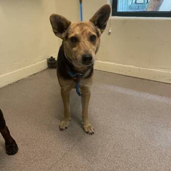 German Shepherd Dog Dogs Available for Adoption in Pasadena, California - Doug | PetCurious