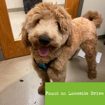 Poodle and Mixed Breed Dogs Available for Adoption in Lynchburg, Virginia - Sandbug | PetCurious