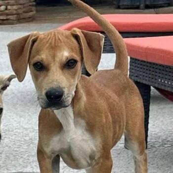 Rhett -  Hound Dog for Adoption in Newborn, Georgia - Rhett | PetCurious