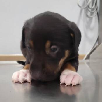 (Found) Timber -  Rottweiler and Mixed Breed Dog for Adoption in Cabot, Arkansas - (Found) Timber | PetCurious