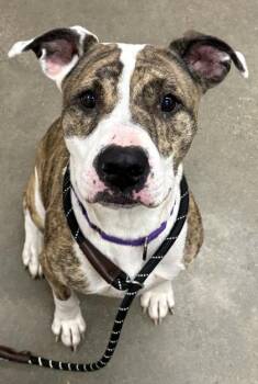 Rescue Pit Bull Terrier Dogs for Adoption in Cleveland, Ohio - Magnolia | PetCurious