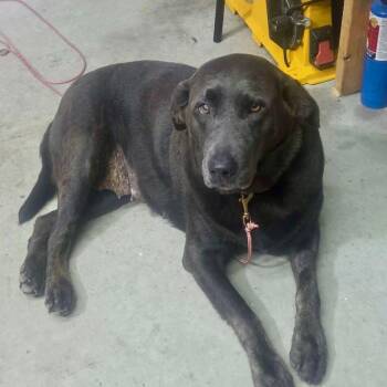 Maggie -  Labrador Retriever Dog for Adoption in Lewisville, Indiana - Maggie | PetCurious