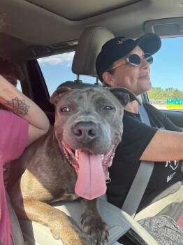 Diner -  Mixed Breed Dog for Adoption in Cincinnati, Ohio - Diner | PetCurious