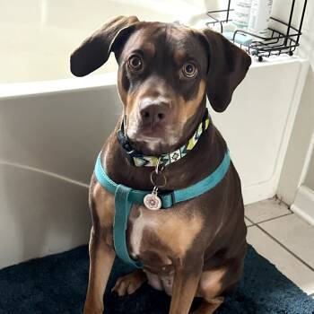 Rescue Hound Dogs for Adoption in New Orleans, Louisiana - October (Tobi) | PetCurious