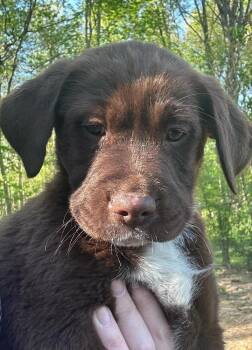 Labrador Retriever Dogs Available for Adoption in Aurora, Indiana - Coco Pups : Coco | PetCurious