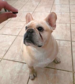 Rescue French Bulldog Dogs for Adoption in Pacifica, California - Frank (Sinatra) | PetCurious