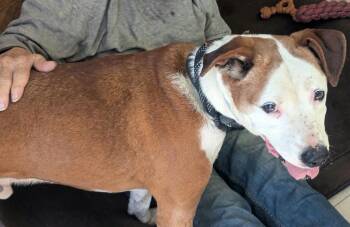 Dino -  Boxer Dog for Adoption in Waverly, Tennessee - Dino | PetCurious