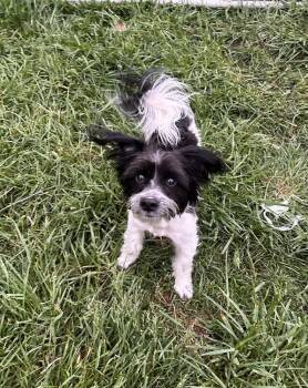 Shih Tzu Dogs Available for Adoption in Brownstown, Indiana - Gizmo | PetCurious