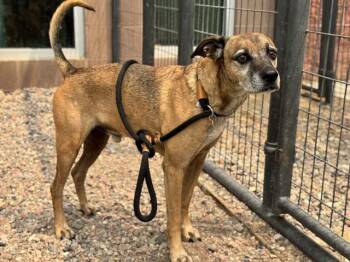 FLYNN -  Black Mouth Cur and Mixed Breed Dog for Adoption in Pueblo, Colorado - FLYNN | PetCurious