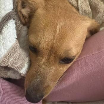 Willow -  Chihuahua Dog for Adoption in Park Row, Texas - Willow | PetCurious