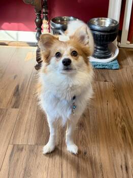 American Eskimo Dog and Pomeranian Dogs Available for Adoption - Romie | PetCurious