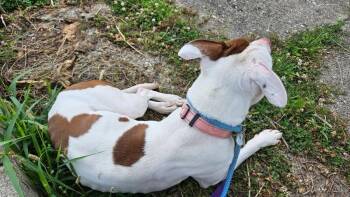 Twinkle Light -  Mixed Breed Dog for Adoption in Cincinnati, Ohio - Twinkle Light | PetCurious