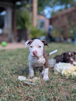 Rescue Pit Bull Terrier and Staffordshire Bull Terrier Dogs for Adoption in Pflugerville, Texas - Cosmo | PetCurious