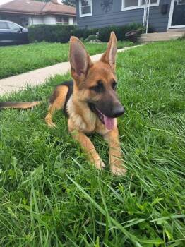Amber -  German Shepherd Dog Dog for Adoption - Amber | PetCurious