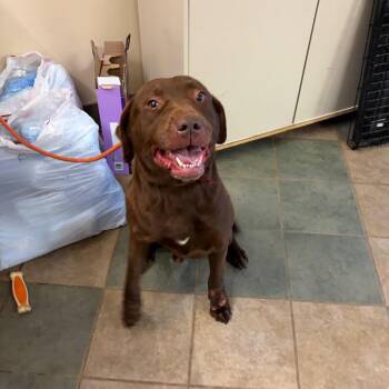 Mixed Breed Dogs Available for Adoption - Rambunshuss | PetCurious