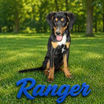 Coonhound and Mixed Breed Dogs Available for Adoption in Hohenwald, Tennessee - Ranger | PetCurious