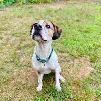 Bagel -  Beagle and Mixed Breed Dog for Adoption in Conway, New Hampshire - Bagel | PetCurious