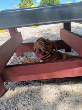 Toby 2 -  Staffordshire Bull Terrier and Labrador Retriever Dog for Adoption in Sebring, Florida - Toby 2 | PetCurious