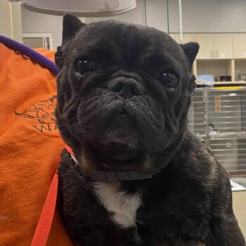 WAGS-Stray-22649 -  French Bulldog Dog for Adoption in Westminster, California - WAGS-Stray-22649 | PetCurious